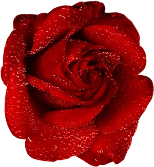 Red Rose Dewdrops Black Background PNG image