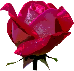 Red Rose Dewdrops Dark Background