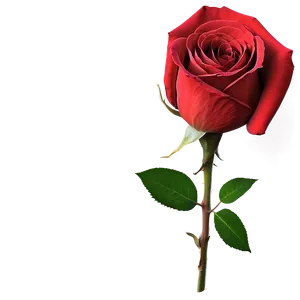 Red Rose On Black PNG 80 PNG