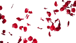 Red Rose Petals Falling PNG image