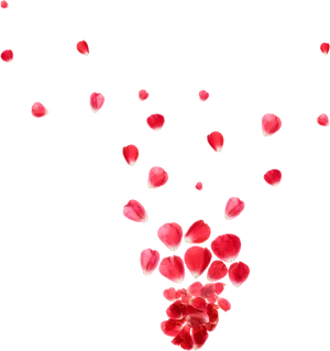 Red Rose Petals Fallingon Black Background.jpg PNG image
