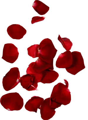 Red Rose Petals Floating