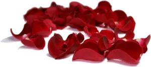 Red Rose Petalson Black Background.jpg PNG image