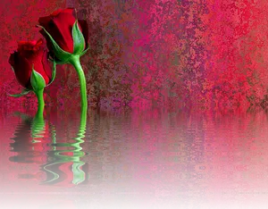 Red Rose Reflection Artwork PNG