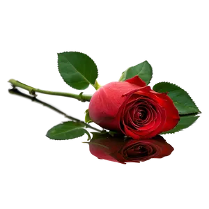 Red Rose Reflection PNG 92 PNG