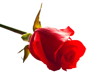 Red Rose Side View.png