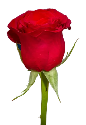 Red Rose Single Stem Portrait