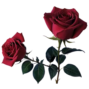 Red Rose Sunset PNG 05242024 PNG