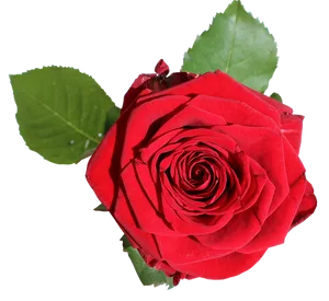 Red Rose Transparent Background