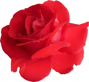 Red Rose Vector Art.png PNG image