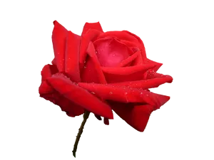 Red Rose Water Droplets Transparent Background PNG image