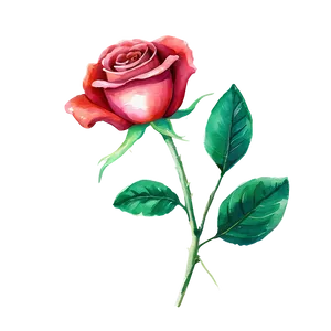 Red Rose Watercolor PNG 05242024
