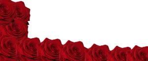 Red Roses Black Background
