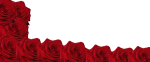 Red Roseson Dark Background