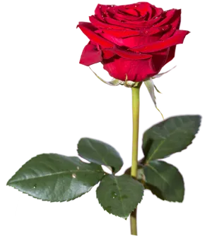 Red Rosewith Dew Drops