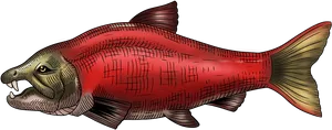 Red Salmon Illustration PNG image