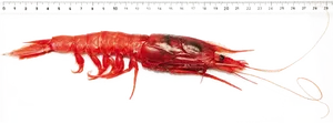 Red Shrimp Against Ruler PNG