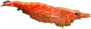 Red Shrimp Side View.png PNG image