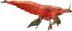 Red Shrimp Side View PNG image