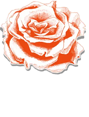 Red Sketch Rose Illustration PNG image