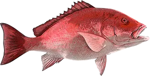 Red Snapper Fish Illustration PNG image