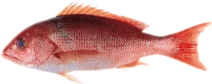 Red Snapper Fish Isolated