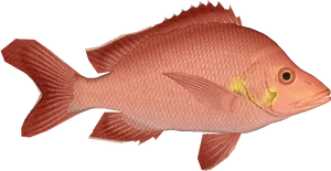 Red Snapper Fish Isolated PNG image