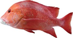 Red Snapper Fish Profile
