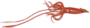 Red Squid Swimming PNG image
