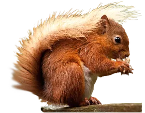 Red Squirrel Eating Nut