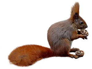 Red Squirrel Eating Nut