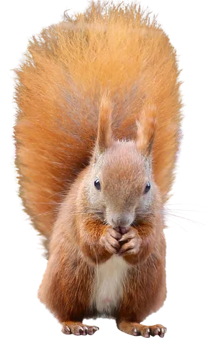 Red Squirrel Eating Nuts.png