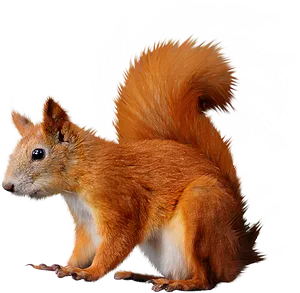 Red Squirrel Illustration.png