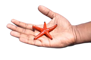 Red Starfishin Hand PNG image