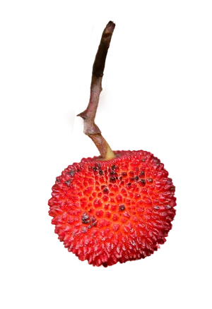 Red Strawberry Single Stem PNG image