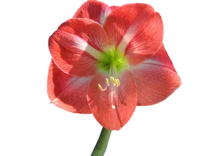 Red Striped Amaryllis Flower.png