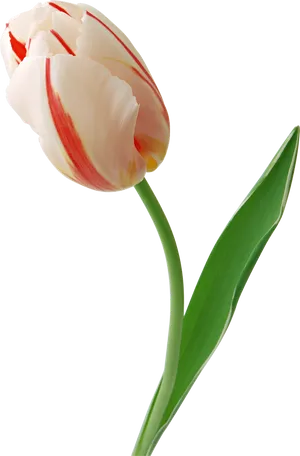 Red Striped White Tulip Single Stem PNG image