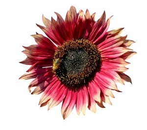 Red Sunflowerwith Bee.png