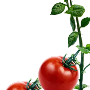 Red Tomato Plant Png 06212024 PNG image