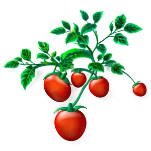 Red Tomato Plant Png 06212024 PNG image