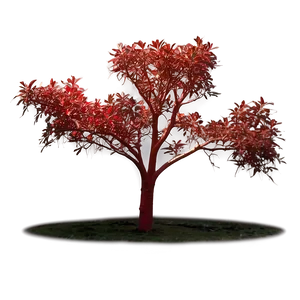Red Tree In Golden Hour PNG 76 PNG