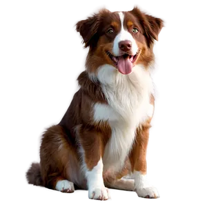 Red Tri Australian Shepherd PNG Spd
