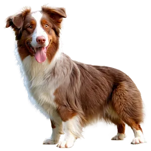 Red Tri Australian Shepherd Png Wqm PNG image