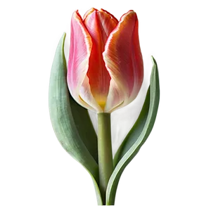 Red Tulip Png 43 PNG image