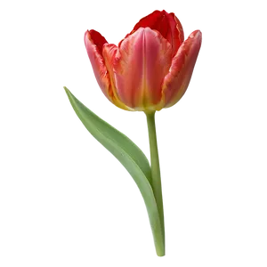 Red Tulip Png Jvt76 PNG image