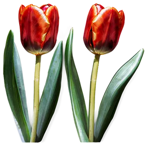 Red Tulip Png Ocf21 PNG image