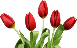 Red Tulips Against Grey Background PNG image