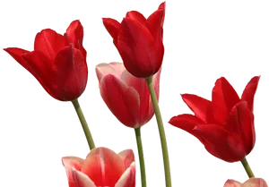Red Tulips Black Background
