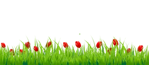 Red Tulipsin Green Grass