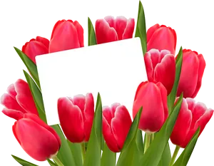 Red Tulipswith Blank Card PNG image